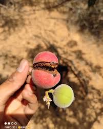 Image result for Vigna racemosa