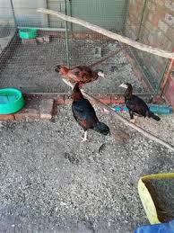 Click on the links to see the full breeder listing: Chickens For Sale In All Ads In Pretoria Junk Mail