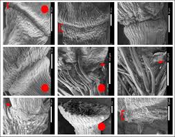 Image result for Digitaria monodactyla