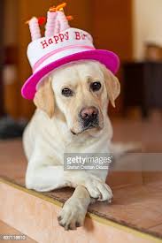 91 Happy Birthday Labrador Photos And Premium High Res Pictures Getty Images