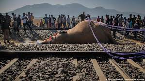 India: 7 elephants killed in passenger train collision – DW – 12/20/2025