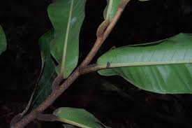 Image result for Uvariodendron