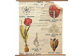 School Chart Tulip Anatomy Flower Chart Planting Bulbs Tulip Bulbs