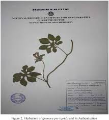 Image result for Ipomoea pes-tigridis
