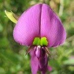 Image result for Otoptera