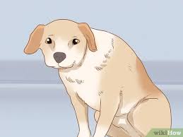 Kopegin Depresyonda Oldugu Nasil Anlasilir Wikihow