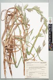 Image result for Bromus catharticus