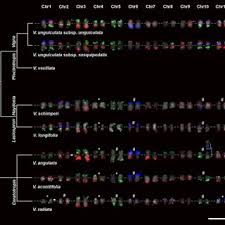 Image result for Vigna schimperi