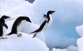 Birds That Look Like Penguins But Can Fly Penguins Can Fly Penguins Funny Penguin Pictures Penguins