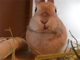 Sometimes she includes a quick rub (doing her best to get fur all in your mouth), and sometimes technically, the cat headbutt we're so familiar with is called head bunting. Head Twitch Binkybunny