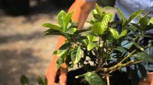 Check spelling or type a new query. Guide To Pruning A Gardenia Bush Garden Savvy Youtube