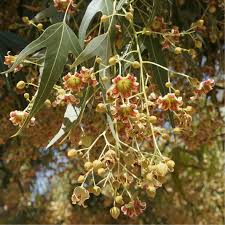 Image result for Brachychiton populneus