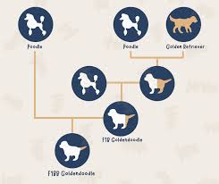 English cream standard f1b goldendoodle: F1 F1b F2 F2b Multi Generation Goldendoodles Guide