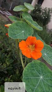 Image result for Tropaeolaceae