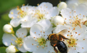 Honey bees usually pollinate flowers more thoroughly within 100 yards of their colonies than they do flowers at greater distances. Bee Killer Pesticides Concentrate In Wild Flower Pollen