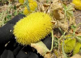 Image result for Cucumis hirsutus