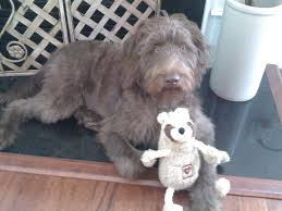 Check spelling or type a new query. Norman A Chocolate Mini Labradoodle A Chocolate Labradoo Flickr