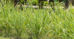 Lemongrass roots are typically hardy in usda zones 8b and 9, and in these zones, the plant may return year after year. Lemongrass Winter Care How To Prepare For The Cold Gardener S Path