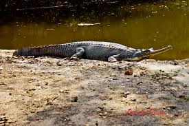 Ghariyal In 2020 Critically Endangered Species Saltwater Crocodile Gharial