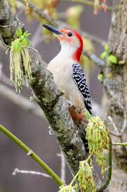 Red Birds Of East Texas Sign In Vogels Foto