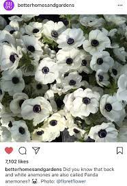 Pin By Camilla Monsen On Fabulous Flowers Gardens White Anemone White Planters Anemone