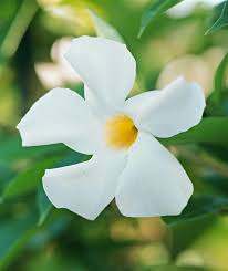 Image result for Mandevilla laxa