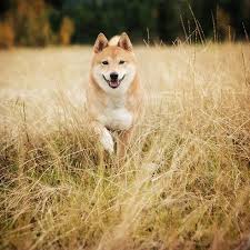likes tumblr japanese dogs shiba inu baby dogs