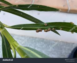 Image result for pseudomonas savastanoi pv nerii oleander symptoms