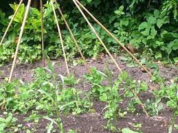 We did not find results for: Staking The Sweet Peas Theclarkegarden