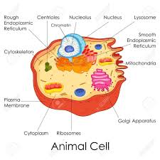 We did not find results for: Animal Cell Biology Pt 1 Diagram Quizlet