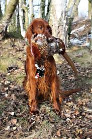 Image result for irský setr