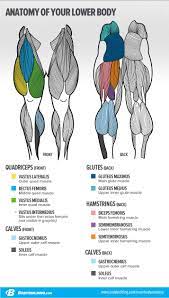 Because leg muscles are large, you should notice improved muscle. 7 Lessons That Will Transform Your Legs Bodybuilding Com Muscle Anatomy Anatomy Body Anatomy