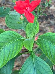 Image result for Rourea coccinea