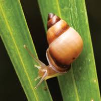 Image result for Tristachya lualabaensis