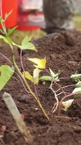Image result for Ipomoea batatas pots