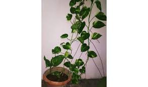 Check spelling or type a new query. How To Grow Money Plant Faster 7 Super Easy Tips Gardening Tips And Tricks