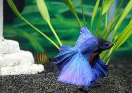 Betta fish food, betta fish tanks, and betta fish accessories. Best Betta Fish Tanks 5 Amazing Set Ups For Your Betta Fish