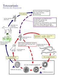 Klinische symptome sind bei betroffenen katzen chronischer husten, nasenausfluss und atemnot. Mein Hund Hat Wurmer Jager