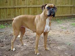 Przemyslaw saleta, world's kickboxing champion and european champion in professional boxing gave a kidney to his seriously ill daughter. File Boxer Female Brown Jpg Wikipedia