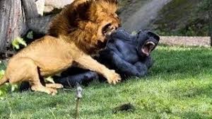 Maybe you would like to learn more about one of these? Download Lion Vs Gorilla Fight Wild Animals Attack Mp4 3gp Hd Naijagreenmovies Fzmovies Netnaija