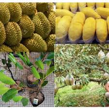 Rasa daging buah durian musangking ini memiliki kombinasi rasa yang berbeda dan melekat di dalamnya seperti: Monthong Boleh Tanam Pasuå¯ç§ç›†çŸ®ç§é‡'æž•å¤´æ¦´èŽ²è‹— Shopee Malaysia