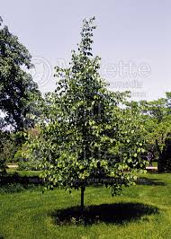 A cultivar which is known for its resistance to leaf spot and japanese beetle. Tilia Harvest Gold Linden