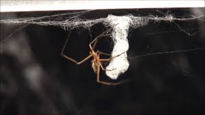 Black widow feeding on a moth. Why Are Black Widow Males So Destructive Scientific American Blog Network
