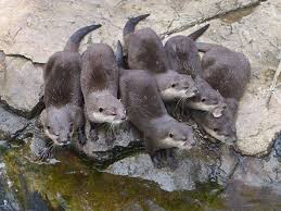 Read writing from otter voice notes on medium. Otter Wiktionary