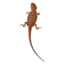 At petsmart, we never sell dogs or cats. Bearded Dragons For Sale Buy Live Bearded Dragons For Sale Petco