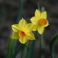 Spring bulbs include daffodils, crocus, iris, hyacinth and tulips. The Top 50 Most Popular Spring Blooming Bulbs And Succulents Garden Org