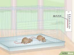 See more ideas about mouse cage, diy stuffed animals, hamster cages. How To Set Up A Mouse Cage 14 Steps With Pictures Wikihow