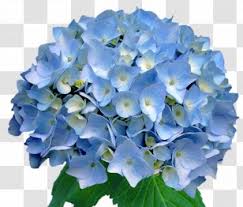 We did not find results for: Light Blue Flower Large Flowers Transparent Png