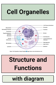 Maybe you would like to learn more about one of these? Cell Organelles Structure And Functions With Labeled Diagram Cell Organelles Organelles Human Cell Structure