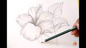 Check spelling or type a new query. Dibujos A Lapiz Como Dibujar Una Flor Hibiscus How To Draw A Flower Youtube